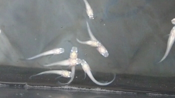 たまやメダカ 東京さくらモール店