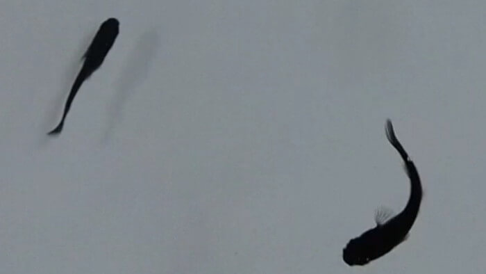 たまやメダカ 東京さくらモール店