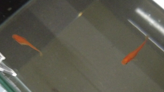 たまやメダカ 東京さくらモール店