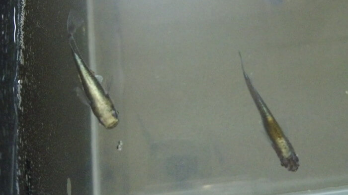 たまやメダカ 東京さくらモール店