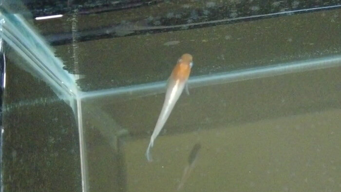 たまやメダカ 東京さくらモール店