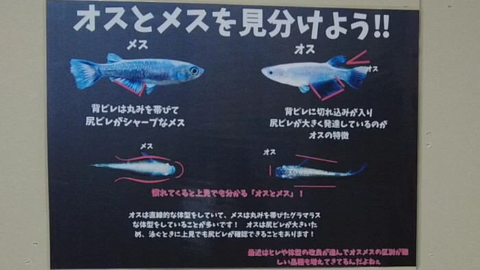 たまやメダカ 東京さくらモール店