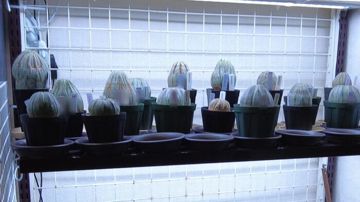 Plants Base (プランツベース) 相模大野