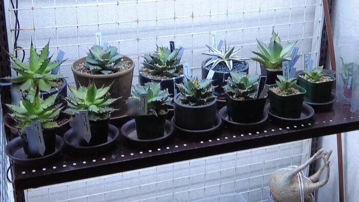 Plants Base (プランツベース) 相模大野