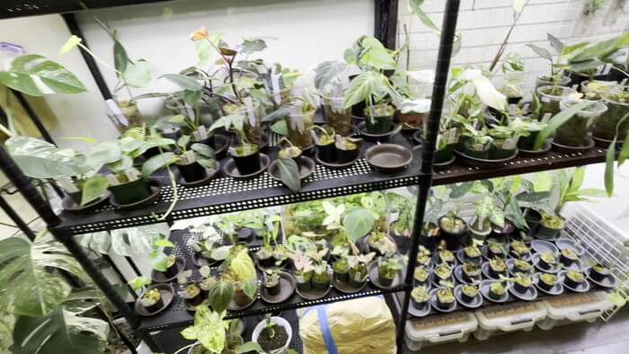 Plants Base (プランツベース) 相模大野