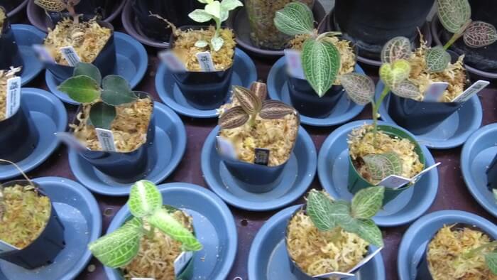 Plants Base (プランツベース) 相模大野