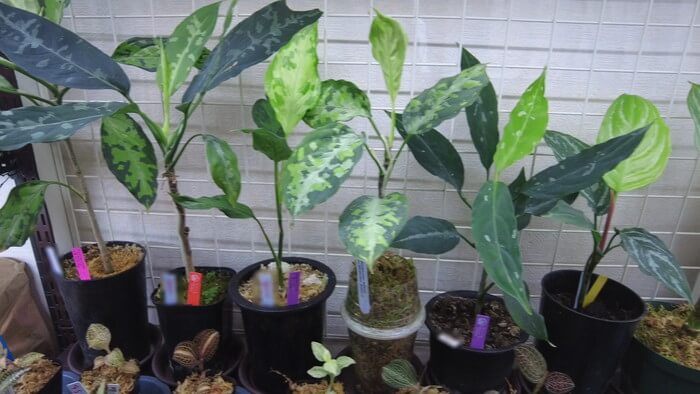 Plants Base (プランツベース) 相模大野