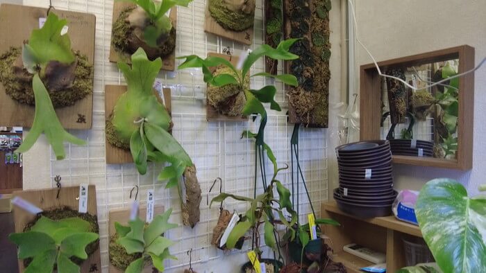 Plants Base (プランツベース) 相模大野