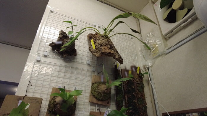 Plants Base (プランツベース) 相模大野