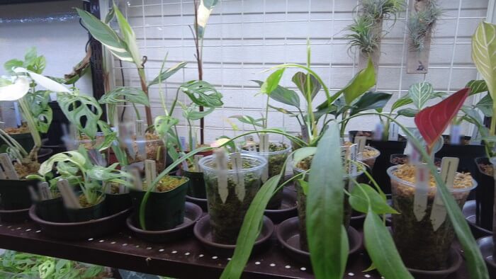 Plants Base (プランツベース) 相模大野