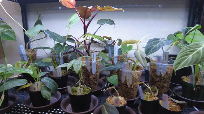 Plants Base (プランツベース) 相模大野