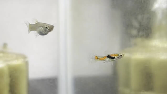 Plants Base (プランツベース) 相模大野