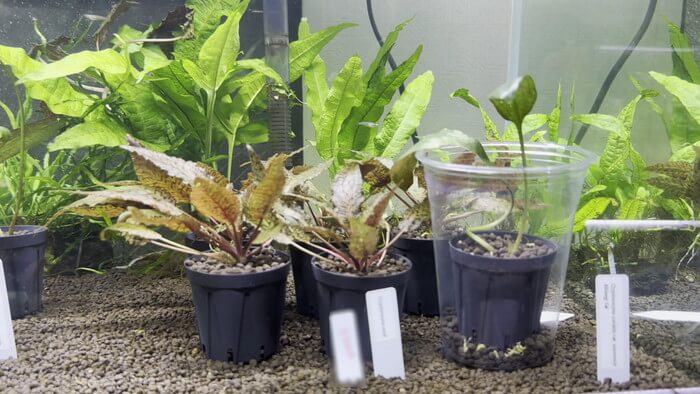 Plants Base (プランツベース) 相模大野