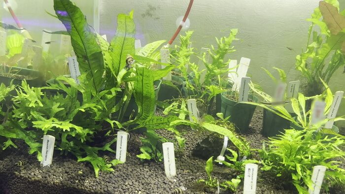 Plants Base (プランツベース) 相模大野