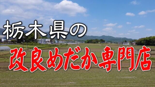 栃木県の改良めだか専門店