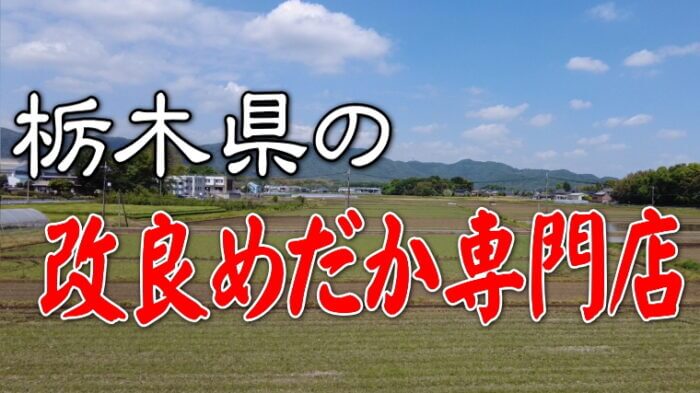 栃木県の改良めだか専門店