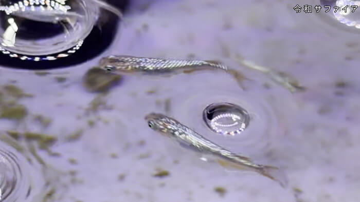 めだか屋HAKOBUNE(はこぶね) 埼玉県さいたま市見沼区中川