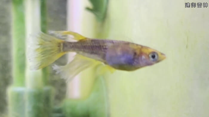 めだか屋HAKOBUNE(はこぶね) 埼玉県さいたま市見沼区中川