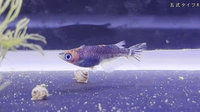 めだか屋HAKOBUNE(はこぶね) 埼玉県さいたま市見沼区中川