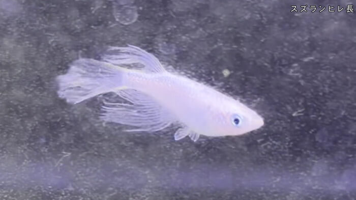 めだか屋HAKOBUNE(はこぶね) 埼玉県さいたま市見沼区中川