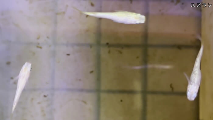 めだか屋HAKOBUNE(はこぶね) 埼玉県さいたま市見沼区中川