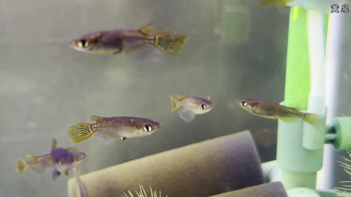 めだか屋HAKOBUNE(はこぶね) 埼玉県さいたま市見沼区中川