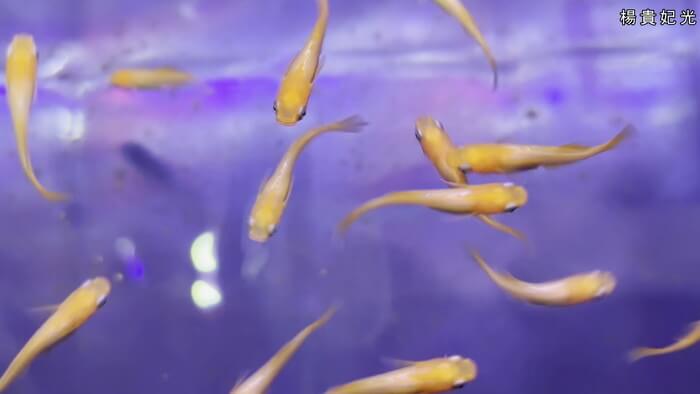 めだか屋HAKOBUNE(はこぶね) 埼玉県さいたま市見沼区中川