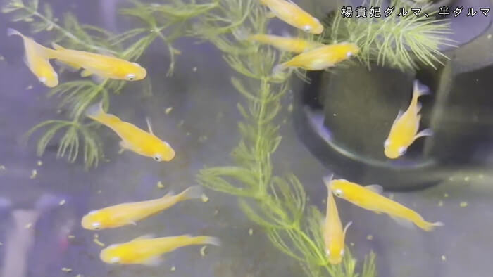 めだか屋HAKOBUNE(はこぶね) 埼玉県さいたま市見沼区中川