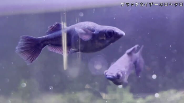 めだか屋HAKOBUNE(はこぶね) 埼玉県さいたま市見沼区中川