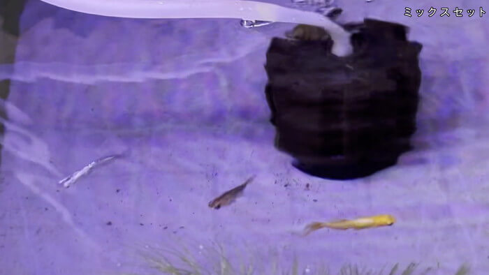 めだか屋HAKOBUNE(はこぶね) 埼玉県さいたま市見沼区中川