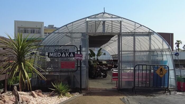 めだか屋 おじゴリMEDAKA(おじゴリめだか)