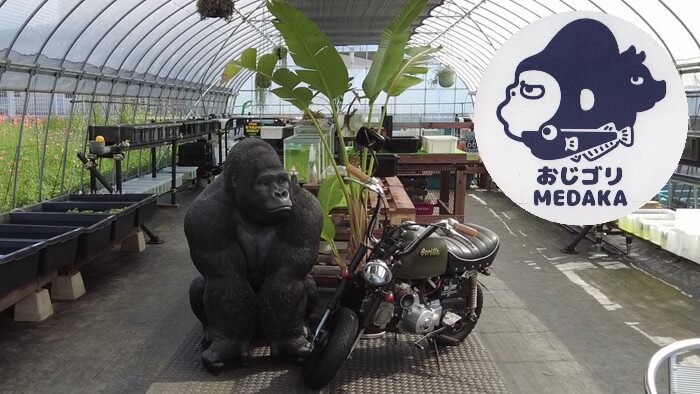 めだか屋 おじゴリMEDAKA(おじゴリめだか)