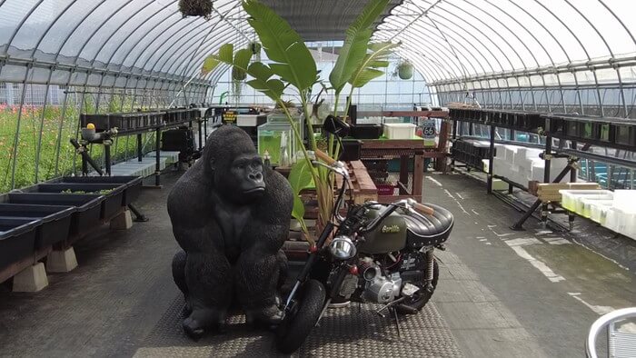 めだか屋 おじゴリMEDAKA(おじゴリめだか)