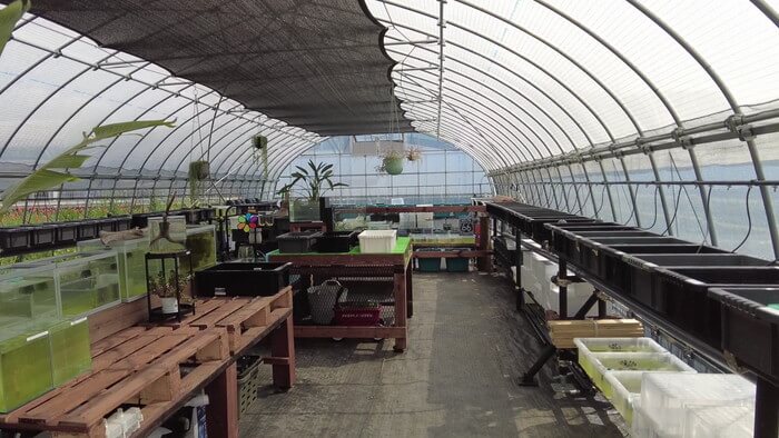 めだか屋 おじゴリMEDAKA(おじゴリめだか) 栃木県