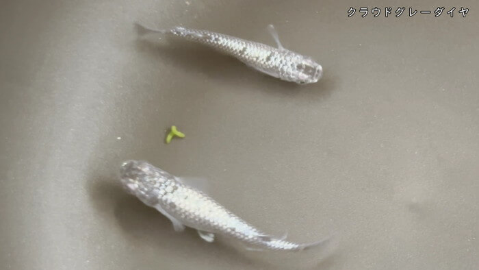 めだか屋 おじゴリMEDAKA(おじゴリめだか) 栃木県