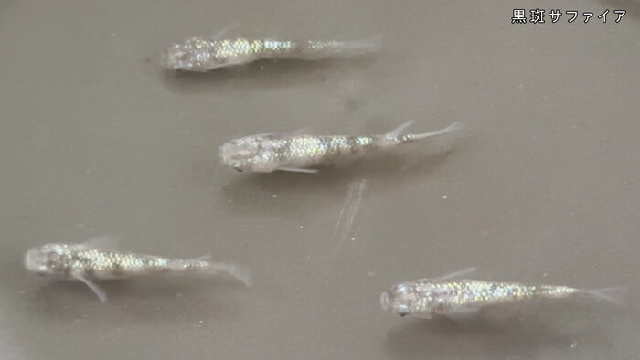 めだか屋 おじゴリMEDAKA(おじゴリめだか) 栃木県