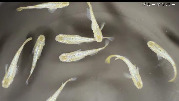 めだか屋 おじゴリMEDAKA(おじゴリめだか) 栃木県