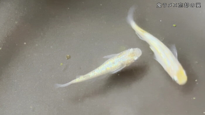 めだか屋 おじゴリMEDAKA(おじゴリめだか) 栃木県