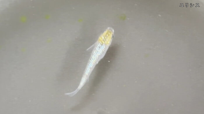 めだか屋 おじゴリMEDAKA(おじゴリめだか) 栃木県