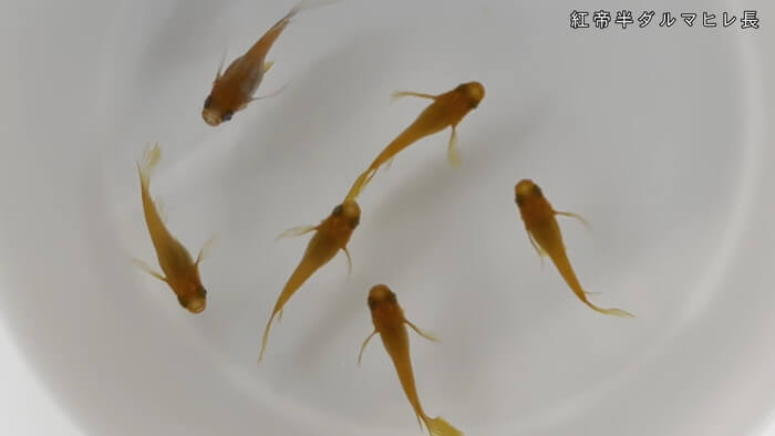 めだか屋 おじゴリMEDAKA(おじゴリめだか) 栃木県