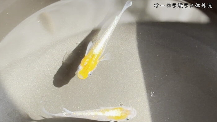 めだか屋 おじゴリMEDAKA(おじゴリめだか) 栃木県