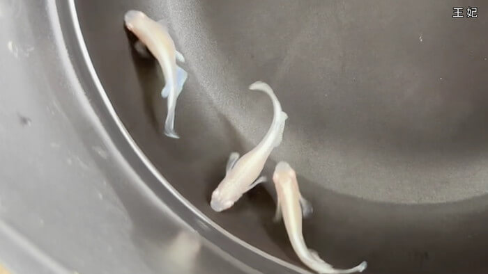 めだか屋 おじゴリMEDAKA(おじゴリめだか) 栃木県