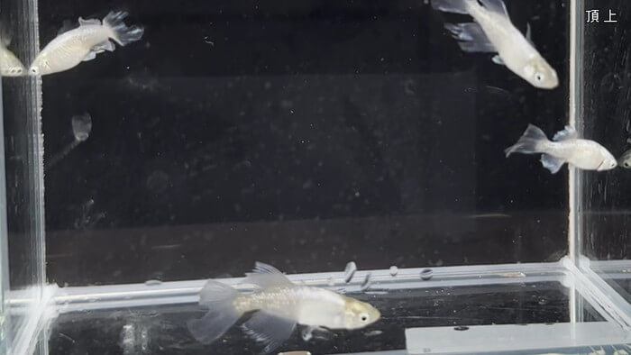 めだか屋 おじゴリMEDAKA(おじゴリめだか) 栃木県