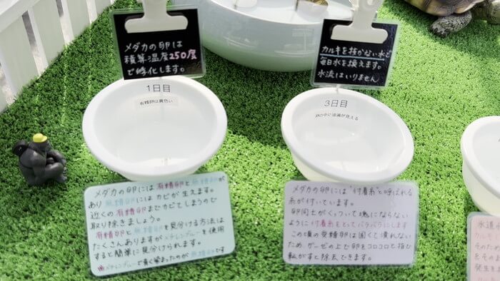 めだか屋 おじゴリMEDAKA(おじゴリめだか) 栃木県