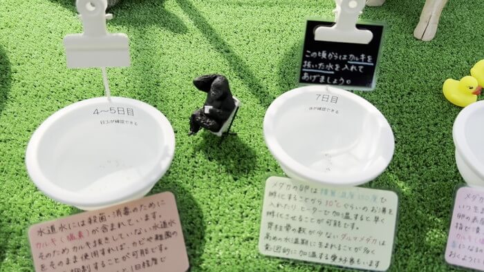 めだか屋 おじゴリMEDAKA(おじゴリめだか) 栃木県