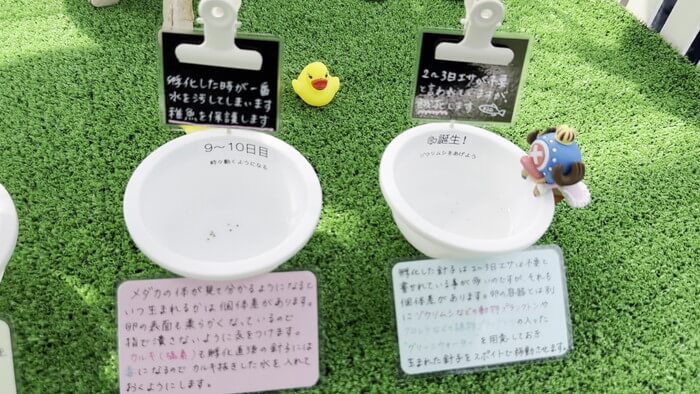 めだか屋 おじゴリMEDAKA(おじゴリめだか) 栃木県