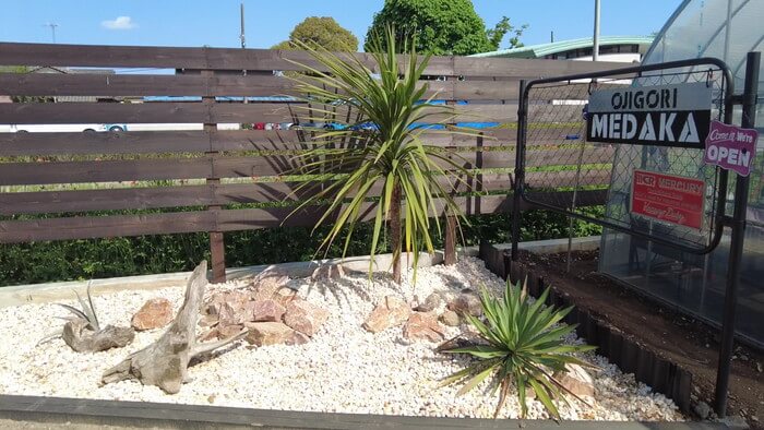 めだか屋 おじゴリMEDAKA(おじゴリめだか) 栃木県