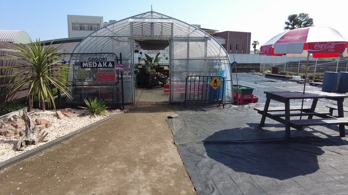 めだか屋 おじゴリMEDAKA(おじゴリめだか) 栃木県