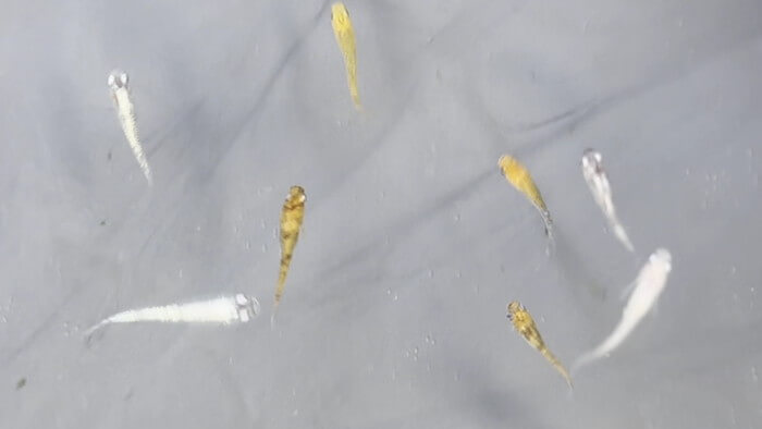 めだか屋 おじゴリMEDAKA(おじゴリめだか) 栃木県