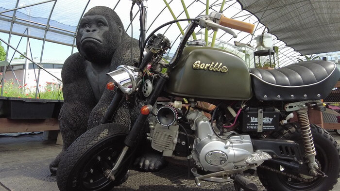 めだか屋 おじゴリMEDAKA(おじゴリめだか) 栃木県